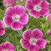 Geranium Elke